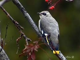 Attēlu rezultāti vaicājumam “Bombycilla garrulus adult”