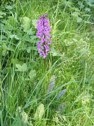 Attēlu rezultāti vaicājumam “Orchis mascula leaf”