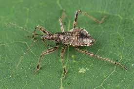 Attēlu rezultāti vaicājumam “Himacerus apterus”