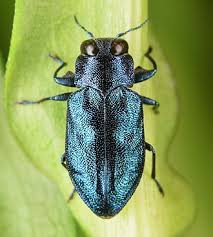 Attēlu rezultāti vaicājumam “Cribraria costata”