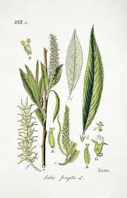 Attēlu rezultāti vaicājumam “Salix x fragilis”