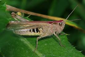 Attēlu rezultāti vaicājumam “Chortippus sp.”