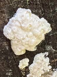 Attēlu rezultāti vaicājumam “Reticularia jurana macro”