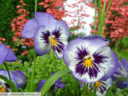 Image result for Viola x wittrockiana `Hiemalis`