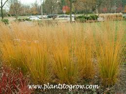 Attēlu rezultāti vaicājumam “Molinia caerulea fruit”