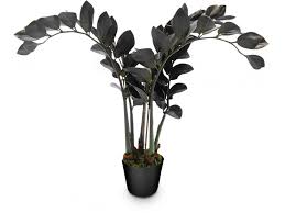 Image result for zamiokulkas