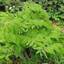 Attēlu rezultāti vaicājumam “Polygonatum multiflorum  flower”