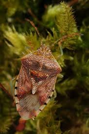 Attēlu rezultāti vaicājumam “Elasmucha grisea”