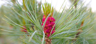 Attēlu rezultāti vaicājumam “Pinus pumila male flower”
