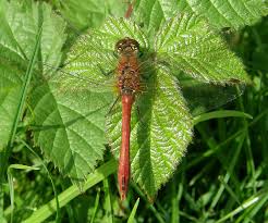 Attēlu rezultāti vaicājumam “Sympetrum sanguineum male”