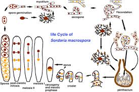 Attēlu rezultāti vaicājumam “Sordaria fimicola”