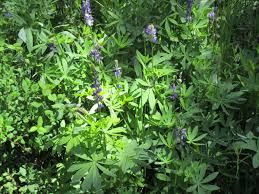 Attēlu rezultāti vaicājumam “Lupinus polyphyllus”