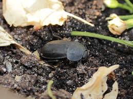 Attēlu rezultāti vaicājumam “Silpha obscura”