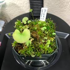 Attēlu rezultāti vaicājumam “Utricularia minor leaf”