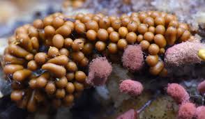 Attēlu rezultāti vaicājumam “Oligonema flavidum”