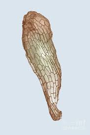 Attēlu rezultāti vaicājumam “Epipactis palustris leaf”