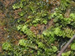 Attēlu rezultāti vaicājumam “Scapania irrigua”