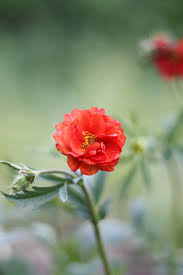 Attēlu rezultāti vaicājumam “Geum”