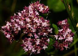 Attēlu rezultāti vaicājumam “Origanum majorana flower”