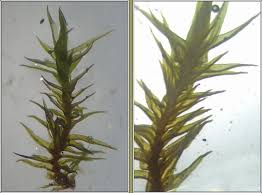 Attēlu rezultāti vaicājumam “Didymodon rigidulus sporophyte”