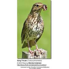 Attēlu rezultāti vaicājumam “Turdus philomelos adult”