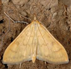 Attēlu rezultāti vaicājumam “Paratalanta hyalinalis”