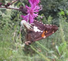 Attēlu rezultāti vaicājumam “Misumena vatia”
