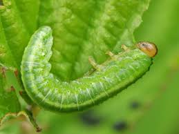 Attēlu rezultāti vaicājumam “Geocrypta galii larva”