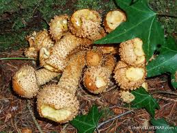 Attēlu rezultāti vaicājumam “Paludella squarrosa sporophyte”