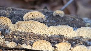 Attēlu rezultāti vaicājumam “Antrodia malicola”