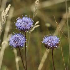 Attēlu rezultāti vaicājumam “Jasione montana”