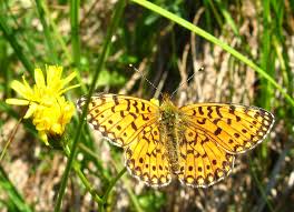 Attēlu rezultāti vaicājumam “Clossiana selene upperside”