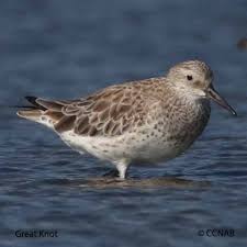 Image result for Calidris tenuirostris