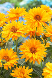 Image result for Heliopsis scabra