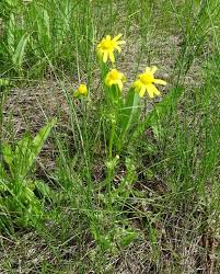Attēlu rezultāti vaicājumam “Senecio vernalis”