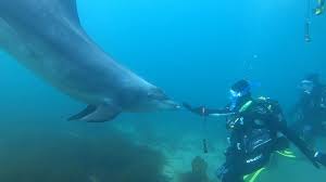 Image result for Durley Dolphin Diver