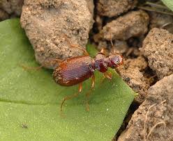 Attēlu rezultāti vaicājumam “Leistus ferrugineus”