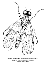 Attēlu rezultāti vaicājumam “Rhagionidae”