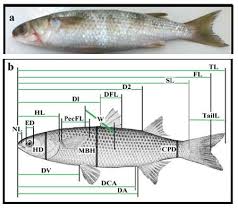 Image result for Mugil