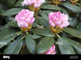 Attēlu rezultāti vaicājumam “Ericaceae”