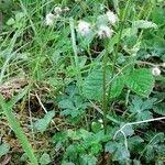 Attēlu rezultāti vaicājumam “Sanicula europaea fruit”