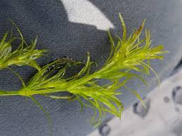 Attēlu rezultāti vaicājumam “Najas flexilis”