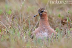 Attēlu rezultāti vaicājumam “Phalaropus fulicarius”