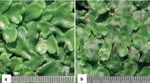 Attēlu rezultāti vaicājumam “Conocephalum”
