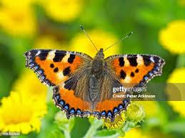 Attēlu rezultāti vaicājumam “Aglais urticae”