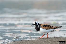 Attēlu rezultāti vaicājumam “Arenaria interpres”