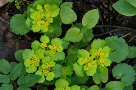 Attēlu rezultāti vaicājumam “Chrysosplenium alternifolium flower”