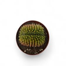 Image result for Gymnocalycium