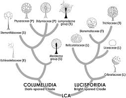 Attēlu rezultāti vaicājumam “Physarum bitectum sessile”