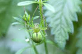 Attēlu rezultāti vaicājumam “Physarum virescens young”